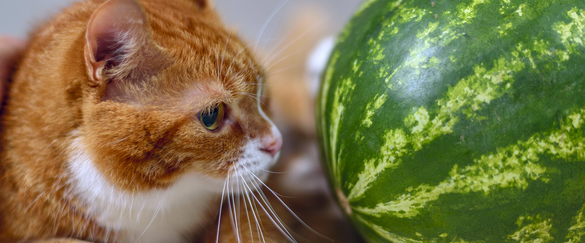 Can kittens have watermelon clearance